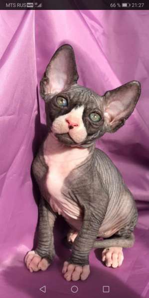 Канадский сфинкс в Барнауле фото 5