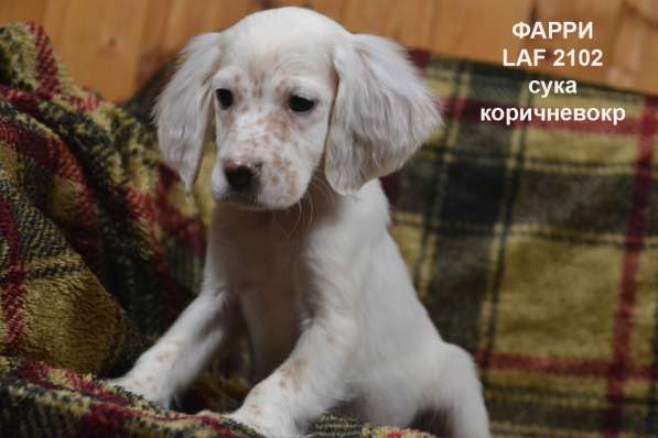 Английский сеттер щенки из элитного питомника в Москве фото 73