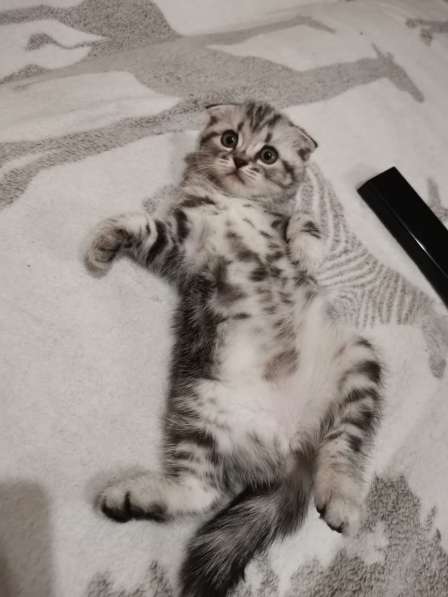 Вислоухий мраморный котенок в Казани фото 3