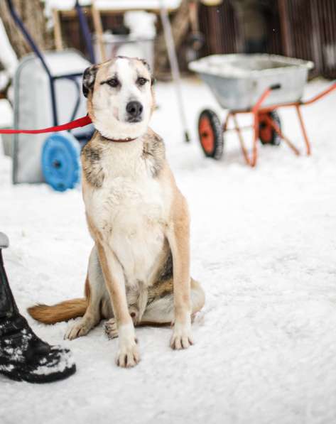 Молодой энергичный Майор ищет семью в Москве фото 25