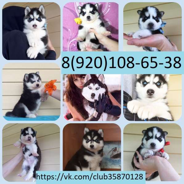Щеночки сибирской хаски. Черно-белые. голубоглазые)))))!!! в Перми