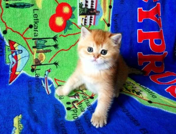 Британская золотой котик в Санкт-Петербурге фото 9