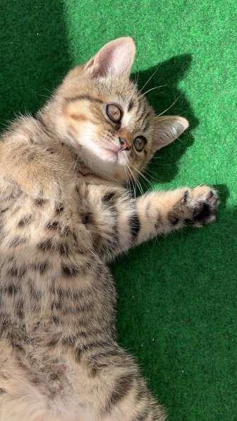 Британские котята в фото 9