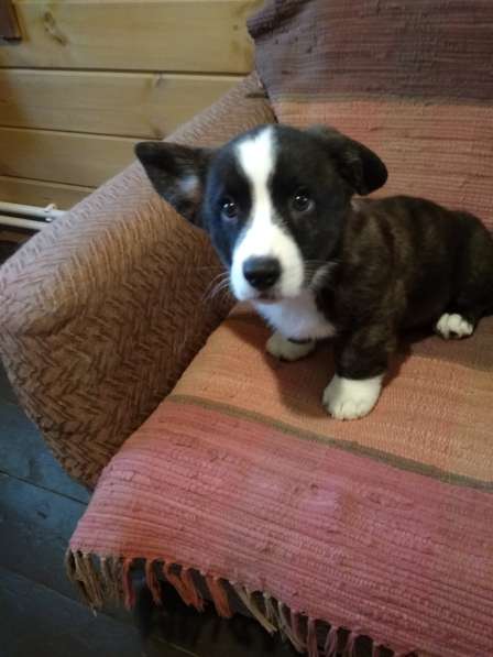 Щенки вельш корги кардиган в Москве фото 15