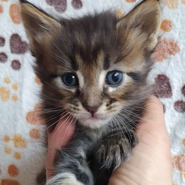 Котята мейн-кун из питомника в фото 16