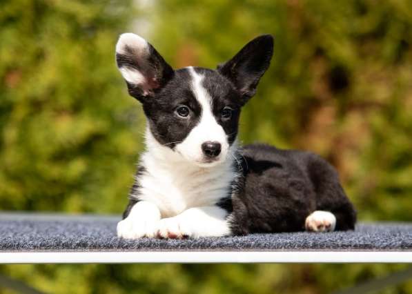 Вельш- корги кардиган в Москве