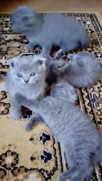 Шотландские котята в Ейске фото 12