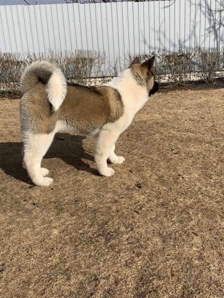 Акита в Ростове-на-Дону фото 56