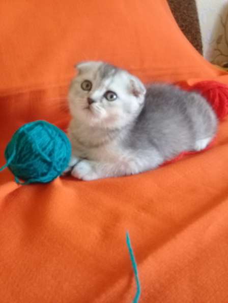 Шотландские котята в Евпатории фото 8