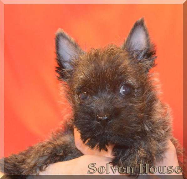 Щенки Керн терьера, девочки в Москве фото 8