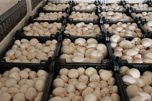 Продаем грибы оптом в Краснодаре, грибы оптом Краснодарский