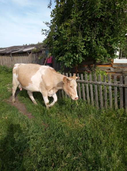 Продам корову в Канске