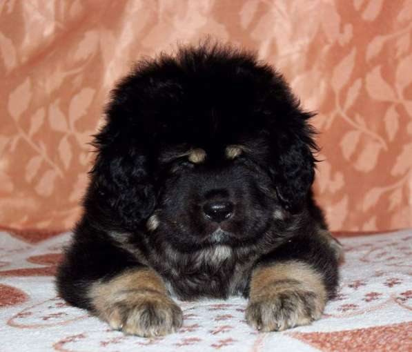 Продам щенков тибетского мастифа в Иркутске фото 4