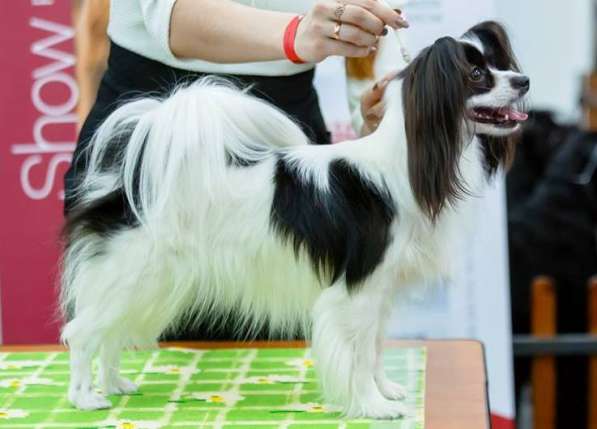 Продается щенок папийона в Краснотурьинске фото 14