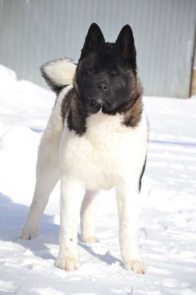 Акита в Ростове-на-Дону фото 9