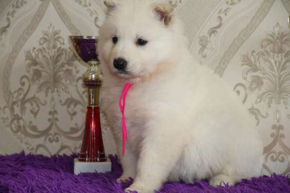 Щенки БШО в Москве фото 46