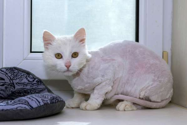 Кот в добрые руки. Пушистый Амур в Калуге фото 24