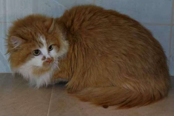 Солнечная кошка Милочка