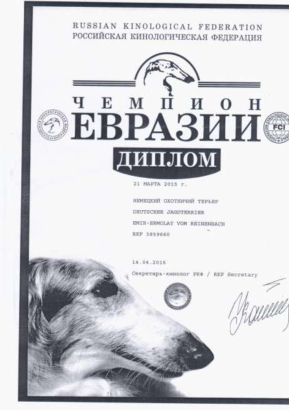 Щенки Ягдтерьера в Москве фото 6