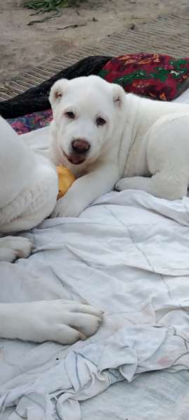 Продаются щенки алабаи от крупных родителей в фото 17