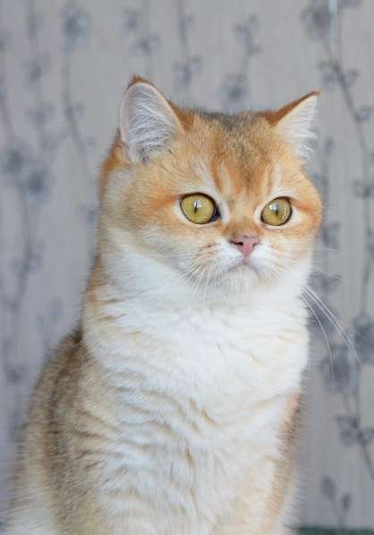 Предлагаем вам котят элитной породы британская золотая шинл в фото 11