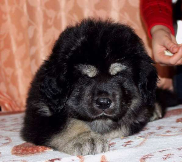 Продам щенков тибетского мастифа в Иркутске фото 3