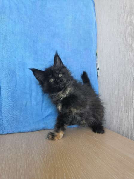 Девочка мейн кун в Москве фото 4