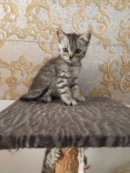 Шотландские котята в фото 17