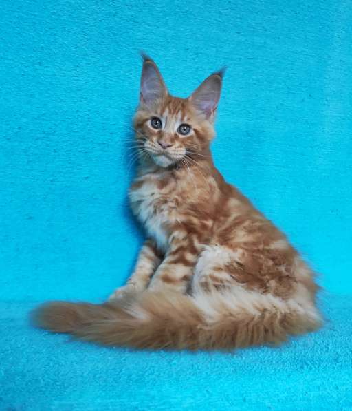Котики мей-кун из питомника в Владимире фото 3