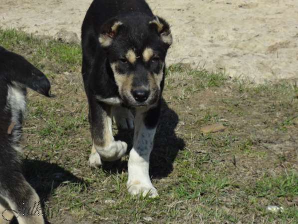 Продаются щенки САО(алабаи),от отарников Таджикистана в Владимире фото 6