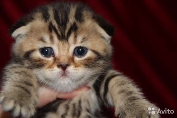 Котята -вислоухие и прямоухие в Костроме фото 8