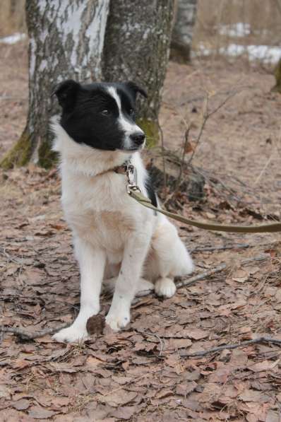 Стрелка ищет дом!!! в Чайковском фото 6