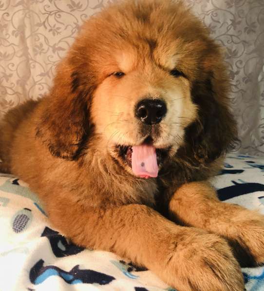 Тибетский мастиф щенки в Твери фото 16