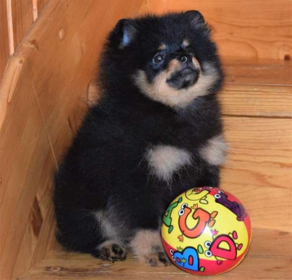 Красавчик в Москве фото 12