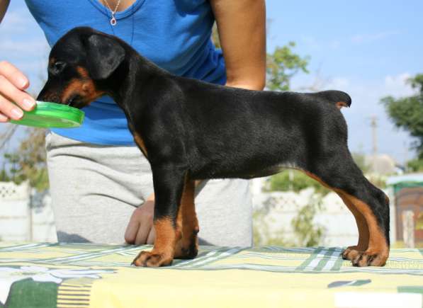 Продаются щенки добермана в Ростове-на-Дону фото 9