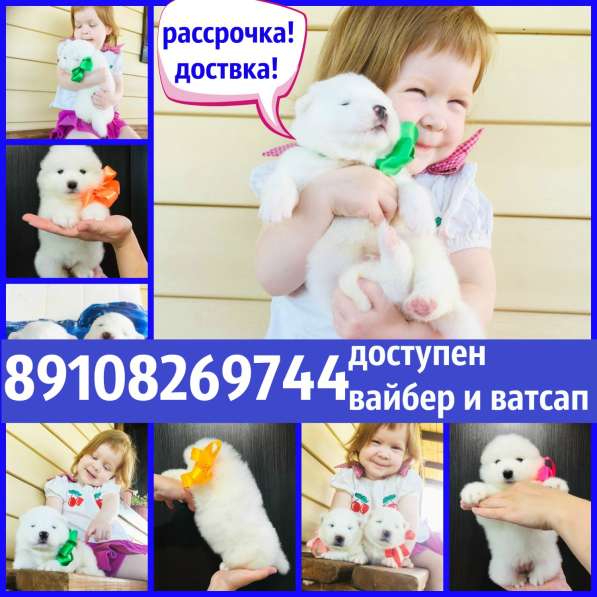 Мишутки Щеночки самоедской лайки)