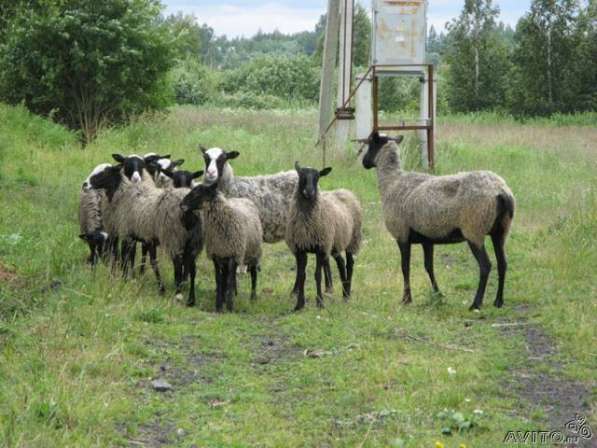 Романовские овцы в 