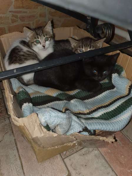 Котятки ищут дом в Саратове фото 4