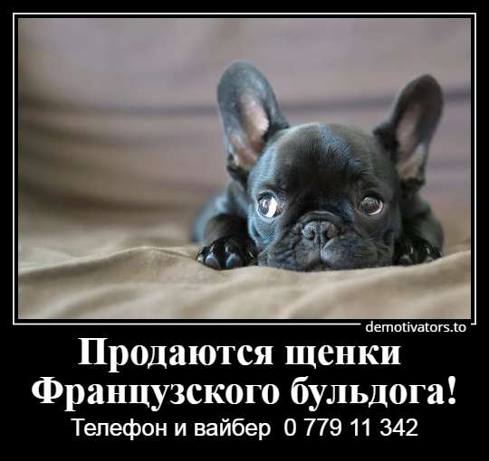 Очаровательные щеночки французского бульдога в фото 16