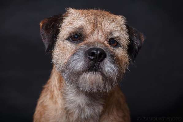 Щенки бордер терьера