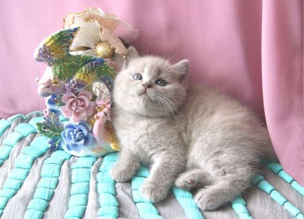 Британский лиловый котик от чемпионов в Твери фото 6