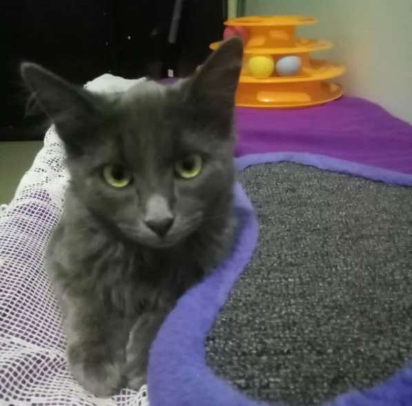 Котенок в добрые руки. Ласкушка Кирюша в Москве фото 14