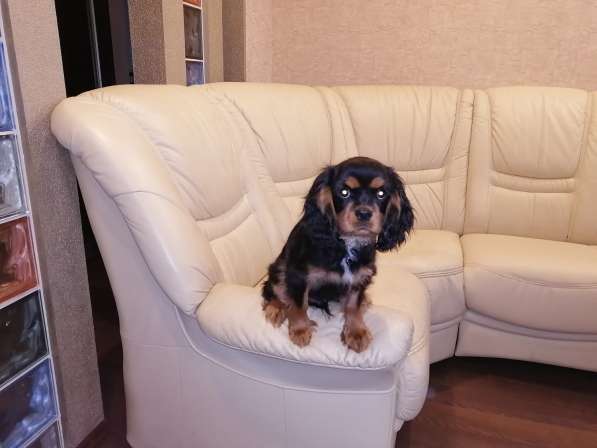 Щенки КАВАЛЕР КИНГ ЧАРЛЬЗ СПАНИЕЛЬ в фото 4