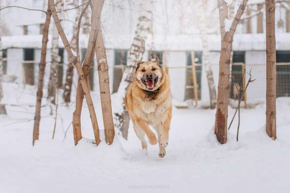Кохинор ищет семью в Москве фото 9
