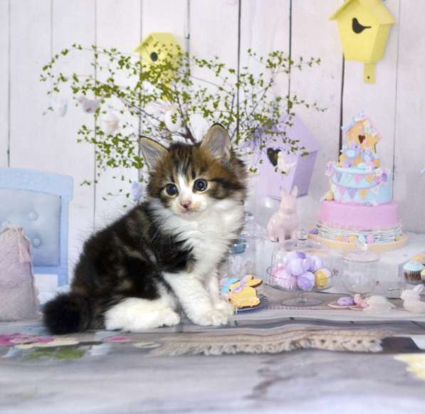 Котята курильского бобтейла в Москве фото 13