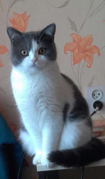 Без кота и жизнь не та! в Липецке фото 21