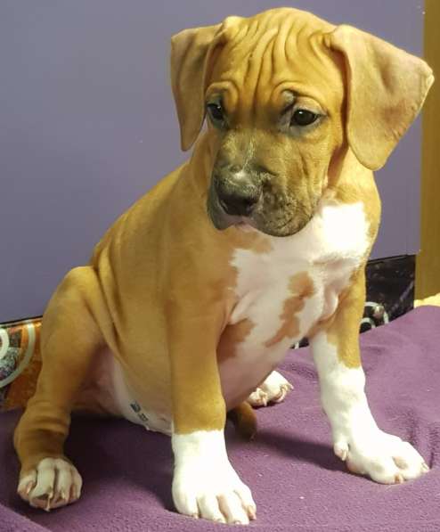 Стаффордширский терьер МАЛЬЧИК в Москве фото 5