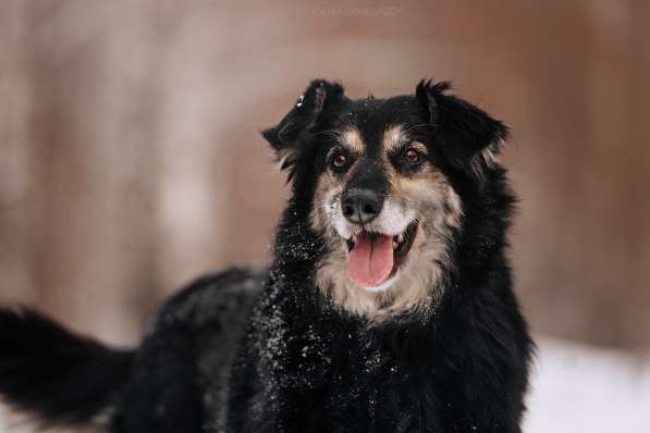 Пушистая весёлая Дакота ищет семью в Москве фото 13