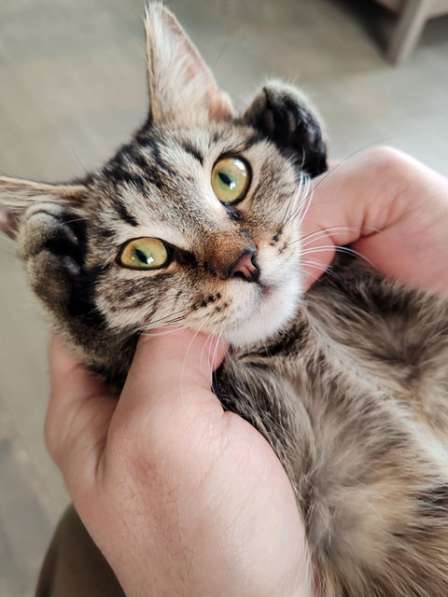Красавец Вуди, добрейший полосатый котенок в добрые руки