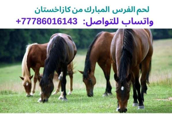 السياحة في الماتي، المترجم: в фото 7